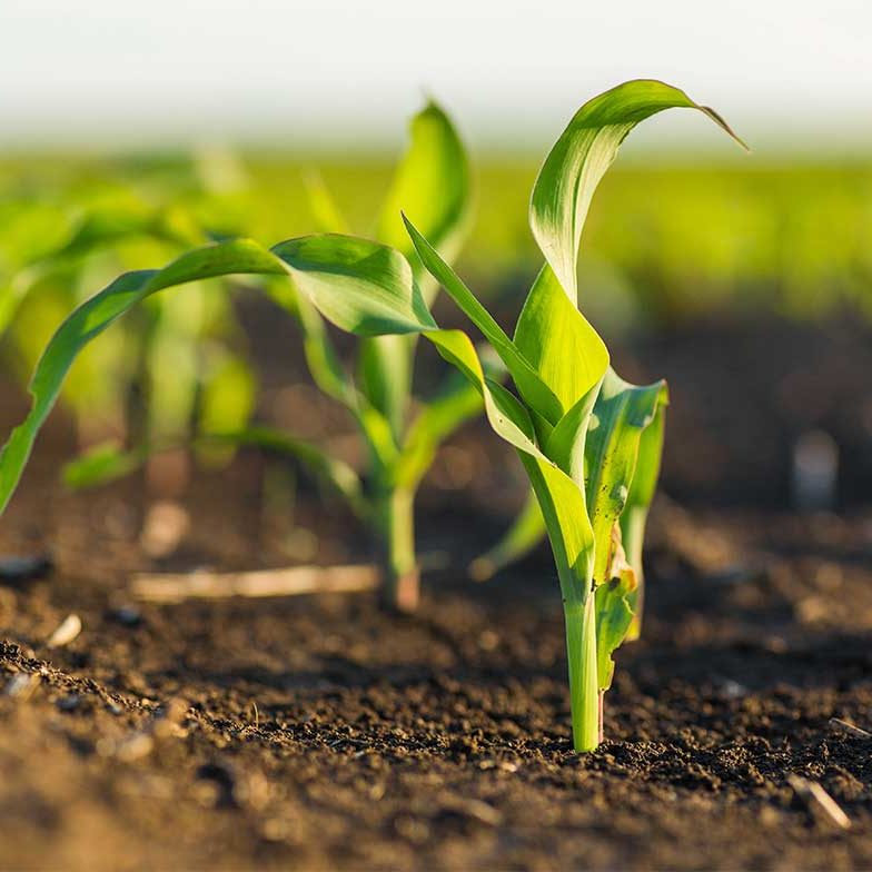 Newly sprouted Corn 